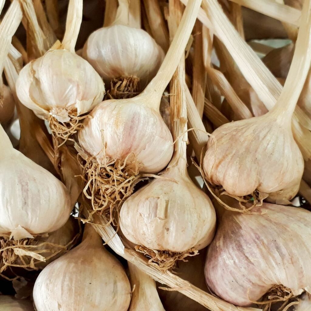 garlic blood pressure