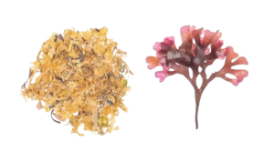 Irish Sea Moss Nature’s Gift for Gut Health and Beyond
